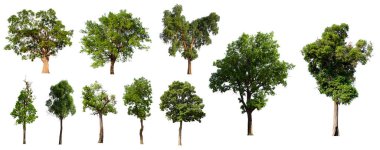 İzole edilmiş ağaç yeşili beyaz arkaplanda yer almaktadır. Beyaz arkaplanda izole edilmiş ağaç koleksiyonu