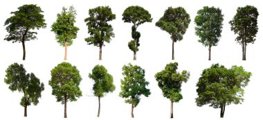 İzole edilmiş ağaç yeşili beyaz arkaplanda yer almaktadır. Beyaz arkaplanda izole edilmiş ağaç koleksiyonu