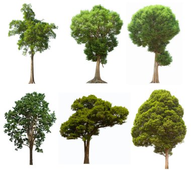 İzole edilmiş ağaç yeşili beyaz arkaplanda yer almaktadır. Beyaz arkaplanda izole edilmiş ağaç koleksiyonu