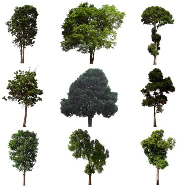 İzole edilmiş ağaç yeşili beyaz arkaplanda yer almaktadır. Beyaz arkaplanda izole edilmiş ağaç koleksiyonu