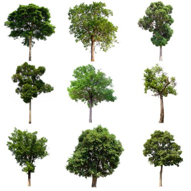 İzole edilmiş yeşil ağaç kümesi beyaz bir arkaplanda yer almaktadır. İzole edilmiş yeşil ağaç kümesi beyaz zemin üzerinde tropikal ağaçta toplanmaktadır.