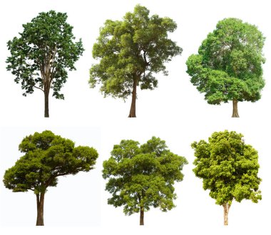 İzole edilmiş yeşil ağaç kümesi beyaz bir arkaplanda yer almaktadır. İzole edilmiş yeşil ağaç kümesi beyaz zemin üzerinde tropikal ağaçta toplanmaktadır.