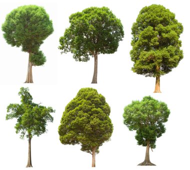 İzole edilmiş yeşil ağaç kümesi beyaz bir arkaplanda yer almaktadır. İzole edilmiş yeşil ağaç kümesi beyaz zemin üzerinde tropikal ağaçta toplanmaktadır.