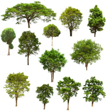 İzole edilmiş yeşil ağaç kümesi beyaz bir arkaplanda yer almaktadır. İzole edilmiş yeşil ağaç kümesi beyaz zemin üzerinde tropikal ağaçta toplanmaktadır.