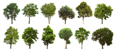 İzole edilmiş yeşil ağaç kümesi beyaz bir arkaplanda yer almaktadır. İzole edilmiş yeşil ağaç kümesi beyaz zemin üzerinde tropikal ağaçta toplanmaktadır.