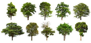 İzole edilmiş yeşil ağaç kümesi beyaz bir arkaplanda yer almaktadır. İzole edilmiş yeşil ağaç kümesi beyaz zemin üzerinde tropikal ağaçta toplanmaktadır.