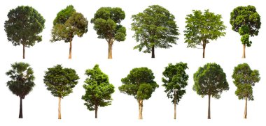 İzole edilmiş yeşil ağaç kümesi beyaz bir arkaplanda yer almaktadır. İzole edilmiş yeşil ağaç kümesi beyaz zemin üzerinde tropikal ağaçta toplanmaktadır.