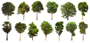 İzole edilmiş yeşil ağaç kümesi beyaz bir arkaplanda yer almaktadır. İzole edilmiş yeşil ağaç kümesi beyaz zemin üzerinde tropikal ağaçta toplanmaktadır.