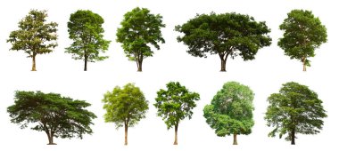 İzole edilmiş yeşil ağaç kümesi beyaz bir arkaplanda yer almaktadır. İzole edilmiş yeşil ağaç kümesi beyaz zemin üzerinde tropikal ağaçta toplanmaktadır.