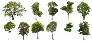 İzole edilmiş yeşil ağaç kümesi beyaz bir arkaplanda yer almaktadır. İzole edilmiş yeşil ağaç kümesi beyaz zemin üzerinde tropikal ağaçta toplanmaktadır.