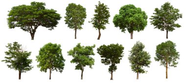 İzole edilmiş yeşil ağaç kümesi beyaz bir arkaplanda yer almaktadır. İzole edilmiş yeşil ağaç kümesi beyaz zemin üzerinde tropikal ağaçta toplanmaktadır.