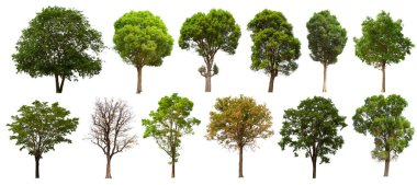 İzole edilmiş yeşil ağaç kümesi beyaz bir arkaplanda yer almaktadır. İzole edilmiş yeşil ağaç kümesi beyaz zemin üzerinde tropikal ağaçta toplanmaktadır.