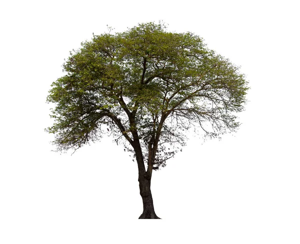 İzole edilmiş ağaç yeşili beyaz arkaplanda yer almaktadır. Beyaz arkaplanda izole edilmiş ağaç koleksiyonu
