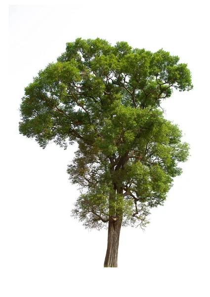 Isolado Árvore Verde Está Localizado Fundo Branco Coleção Árvore Isolada — Fotografia de Stock