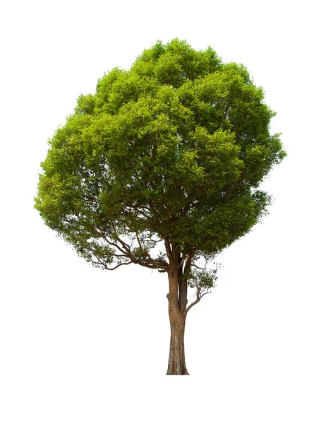 Изолированное Дерево Зеленого Цвета Расположено Белом Фоне Коллекция Изолированного Дерева — стоковое фото