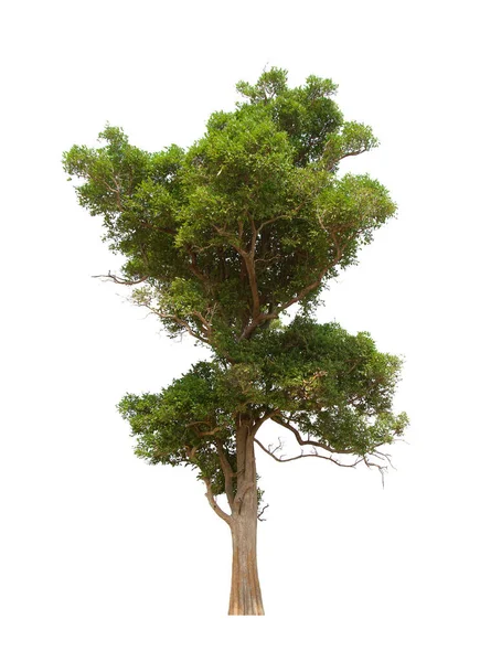 İzole edilmiş ağaç yeşili beyaz arkaplanda yer almaktadır. Beyaz arkaplanda izole edilmiş ağaç koleksiyonu