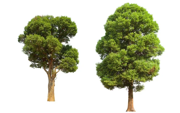 İzole edilmiş yeşil ağaç kümesi beyaz bir arkaplanda yer almaktadır. İzole edilmiş yeşil ağaç kümesi beyaz zemin üzerinde tropikal ağaçta toplanmaktadır.