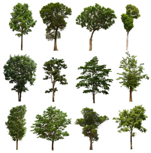 Isolated Tree Green Set Located White Background Collection Isolated Tree — Stock Photo, Image