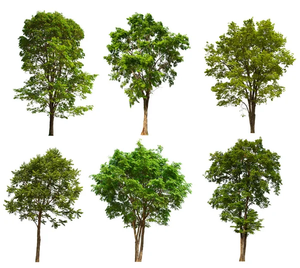 İzole edilmiş yeşil ağaç kümesi beyaz bir arkaplanda yer almaktadır. İzole edilmiş yeşil ağaç kümesi beyaz zemin üzerinde tropikal ağaçta toplanmaktadır.