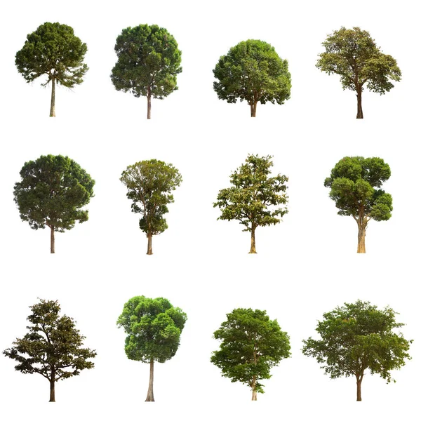 Isolerat Träd Grönt Set Ligger Vit Bakgrund Samling Isolerade Träd — Stockfoto
