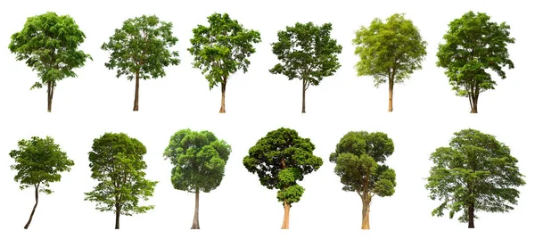Ізольований Зелений Набір Дерев Розташований Білому Тлі Колекція Ізольованого Зеленого — стокове фото