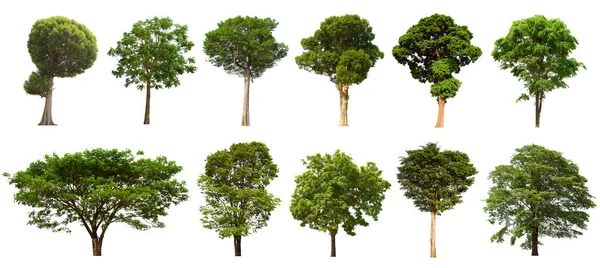 İzole edilmiş yeşil ağaç kümesi beyaz bir arkaplanda yer almaktadır. İzole edilmiş yeşil ağaç kümesi beyaz zemin üzerinde tropikal ağaçta toplanmaktadır.