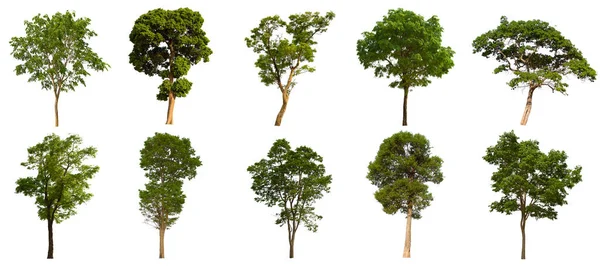 İzole edilmiş yeşil ağaç kümesi beyaz bir arkaplanda yer almaktadır. İzole edilmiş yeşil ağaç kümesi beyaz zemin üzerinde tropikal ağaçta toplanmaktadır.