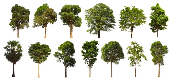 İzole edilmiş yeşil ağaç kümesi beyaz bir arkaplanda yer almaktadır. İzole edilmiş yeşil ağaç kümesi beyaz zemin üzerinde tropikal ağaçta toplanmaktadır.