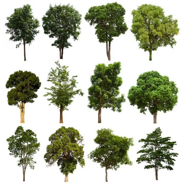 İzole edilmiş yeşil ağaç kümesi beyaz bir arkaplanda yer almaktadır. İzole edilmiş yeşil ağaç kümesi beyaz zemin üzerinde tropikal ağaçta toplanmaktadır.