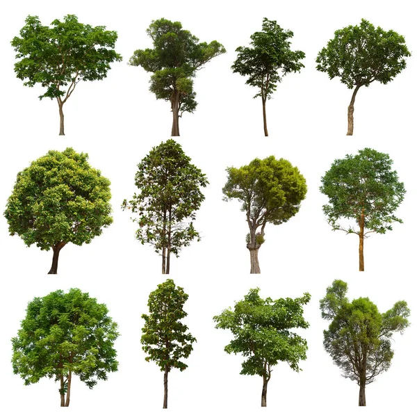 İzole edilmiş yeşil ağaç kümesi beyaz bir arkaplanda yer almaktadır. İzole edilmiş yeşil ağaç kümesi beyaz zemin üzerinde tropikal ağaçta toplanmaktadır.