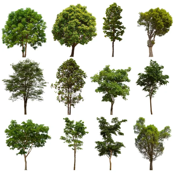 İzole edilmiş yeşil ağaç kümesi beyaz bir arkaplanda yer almaktadır. İzole edilmiş yeşil ağaç kümesi beyaz zemin üzerinde tropikal ağaçta toplanmaktadır.