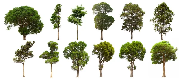Απομονωμένο Δέντρο Πράσινο Σύνολο Βρίσκεται Ένα Λευκό Φόντο Συλλογή Απομονωμένο — Φωτογραφία Αρχείου