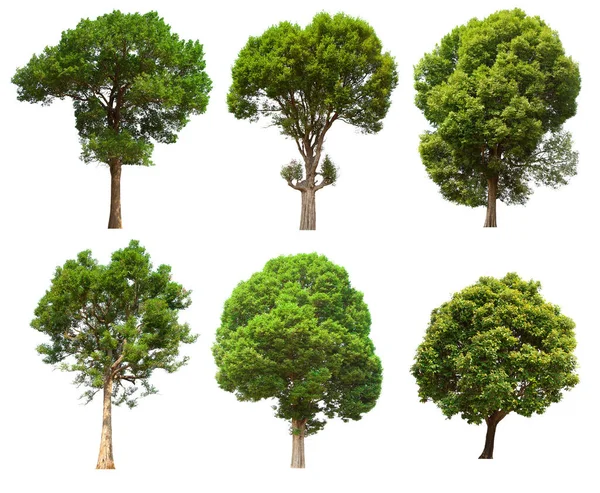 İzole edilmiş yeşil ağaç kümesi beyaz bir arkaplanda yer almaktadır. İzole edilmiş yeşil ağaç kümesi beyaz zemin üzerinde tropikal ağaçta toplanmaktadır.