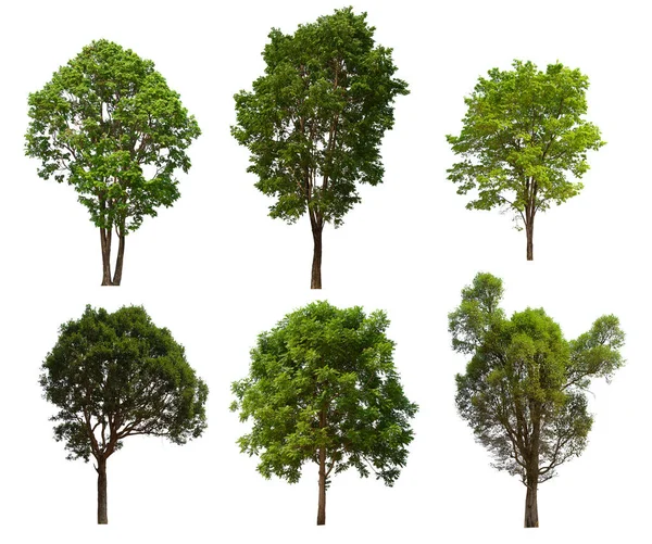 Izolowane Drzewo Zielony Zestaw Znajduje Się Białym Tle Collection Izolowane — Zdjęcie stockowe