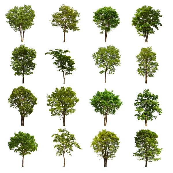 Conjunto Árboles Verdes Aislados Encuentra Fondo Blanco Colección Árboles Verdes —  Fotos de Stock