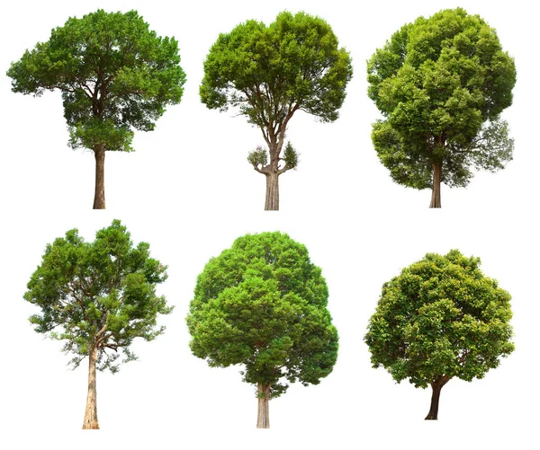 İzole edilmiş yeşil ağaç kümesi beyaz bir arkaplanda yer almaktadır. İzole edilmiş yeşil ağaç kümesi beyaz zemin üzerinde tropikal ağaçta toplanmaktadır.