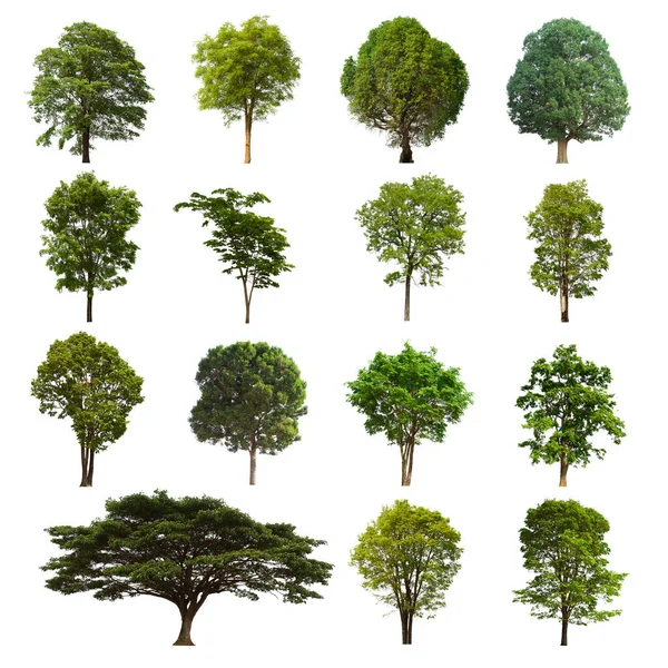 İzole edilmiş yeşil ağaç kümesi beyaz bir arkaplanda yer almaktadır. İzole edilmiş yeşil ağaç kümesi beyaz zemin üzerinde tropikal ağaçta toplanmaktadır.