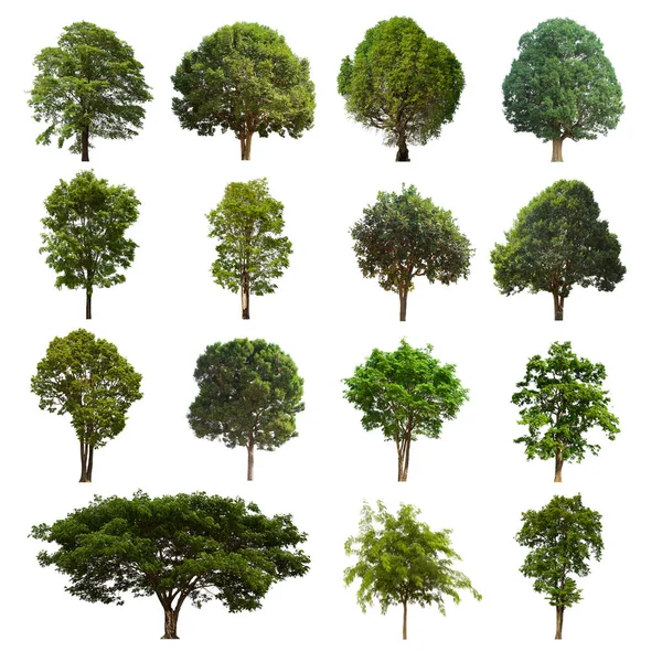 Isolated Tree Green Set Located White Background Collection Isolated Tree — Stock Photo, Image