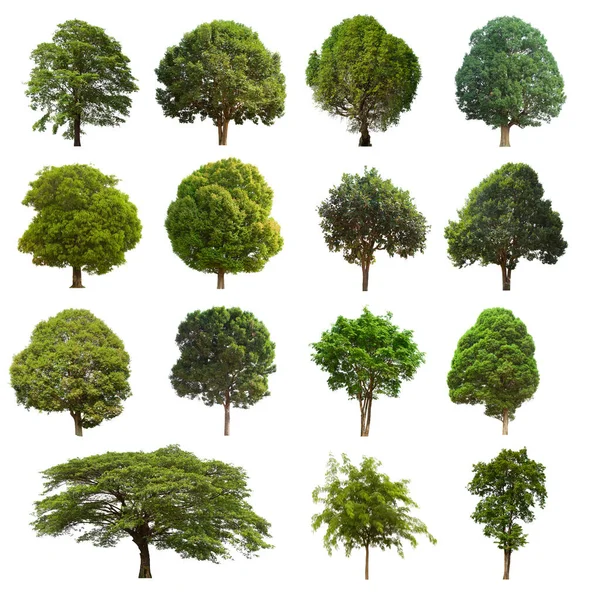 İzole edilmiş yeşil ağaç kümesi beyaz bir arkaplanda yer almaktadır. İzole edilmiş yeşil ağaç kümesi beyaz zemin üzerinde tropikal ağaçta toplanmaktadır.
