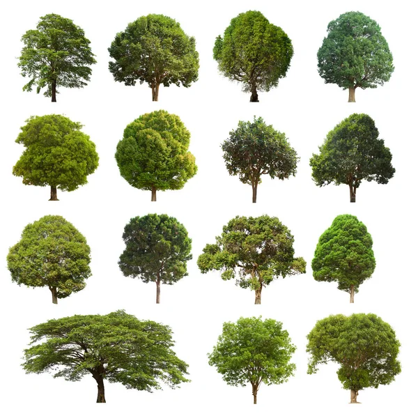 İzole edilmiş yeşil ağaç kümesi beyaz bir arkaplanda yer almaktadır. İzole edilmiş yeşil ağaç kümesi beyaz zemin üzerinde tropikal ağaçta toplanmaktadır.