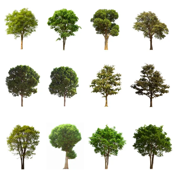 İzole edilmiş yeşil ağaç kümesi beyaz bir arkaplanda yer almaktadır. İzole edilmiş yeşil ağaç kümesi beyaz zemin üzerinde tropikal ağaçta toplanmaktadır.