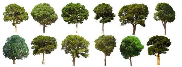 Ізольований Зелений Набір Дерев Розташований Білому Тлі Колекція Ізольованого Зеленого — стокове фото