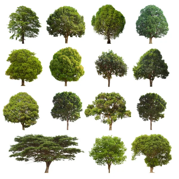 Isolated Tree Green Set Located White Background Collection Isolated Tree — Stock Photo, Image