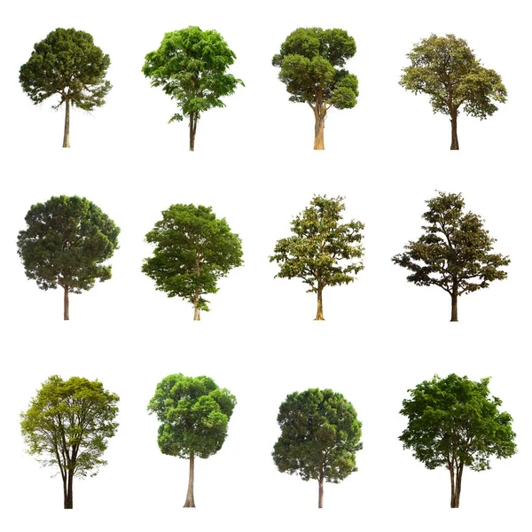 isolated tree green set is located on a white background.Collection of isolated tree green on white background Tropical tree