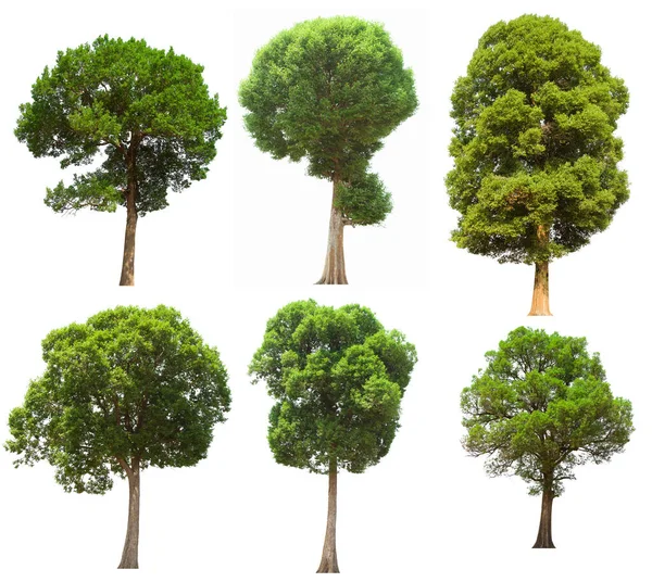 İzole edilmiş yeşil ağaç kümesi beyaz bir arkaplanda yer almaktadır. İzole edilmiş yeşil ağaç kümesi beyaz zemin üzerinde tropikal ağaçta toplanmaktadır.