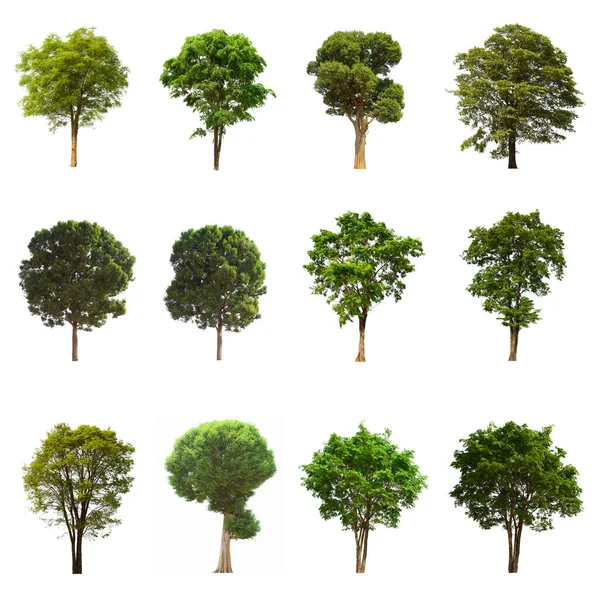 Isolated Tree Green Set Located White Background Collection Isolated Tree — Stock Photo, Image