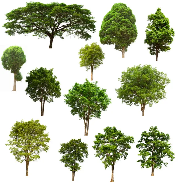 Izolovaný Strom Zelená Sada Nachází Bílém Pozadí Kolekce Izolované Strom — Stock fotografie