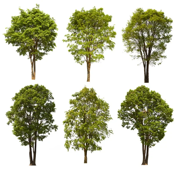 Isolierte Baum Grün Set Befindet Sich Auf Einem Weißen Hintergrund — Stockfoto