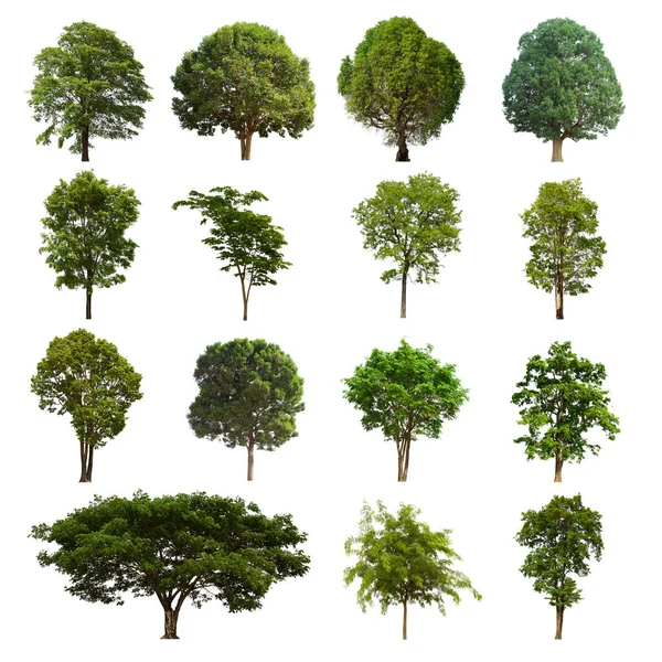 Isolated Tree Green Set Located White Background Collection Isolated Tree — Stock Photo, Image