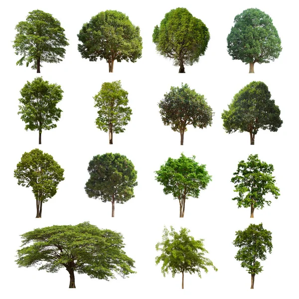 isolated tree green set is located on a white background.Collection of isolated tree green on white background Tropical tree